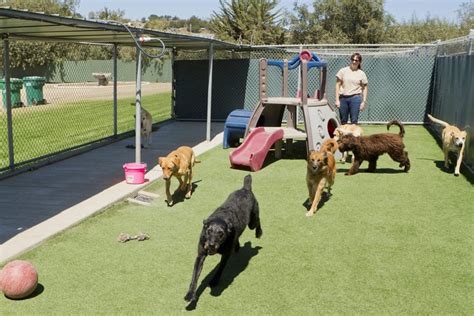 dog boarding costa mesa|Best Dog Boarding in Costa Mesa